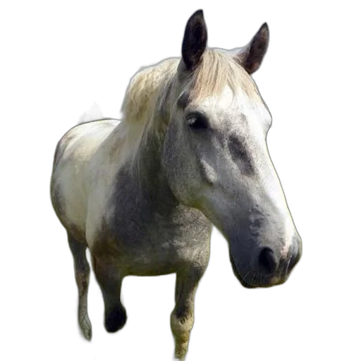 animal, creature, staff, hair transparent PNG cut-out