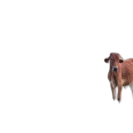 animal, creature, hair, food transparent PNG cut-out
