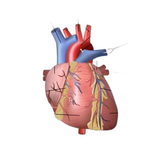 anatomical, diagram, human, heart transparent PNG cut-out