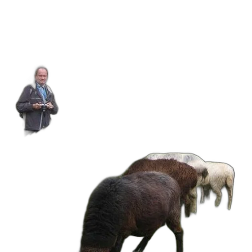 animal, creature, hair, jacket transparent PNG cut-out