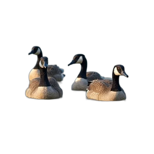 shoes, animal, 3d render, group transparent PNG cut-out