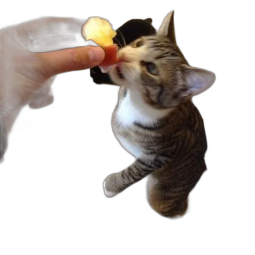 food, staff, weapon, animal transparent PNG cut-out