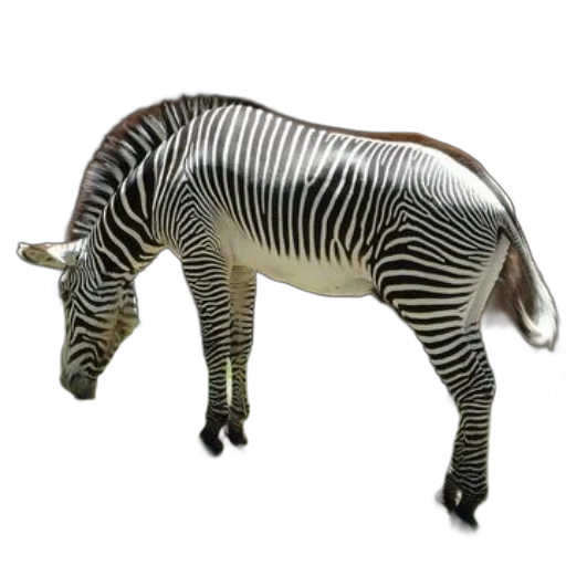 animal, creature, staff, jewelry transparent PNG cut-out