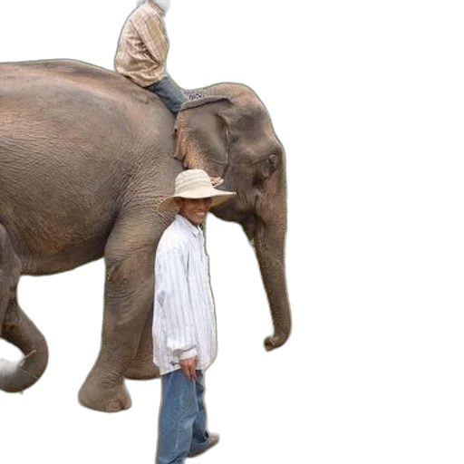 hat, animal, creature, man transparent PNG cut-out