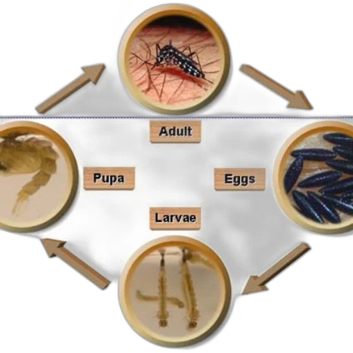 food, jewelry, furniture, diagram transparent PNG cut-out