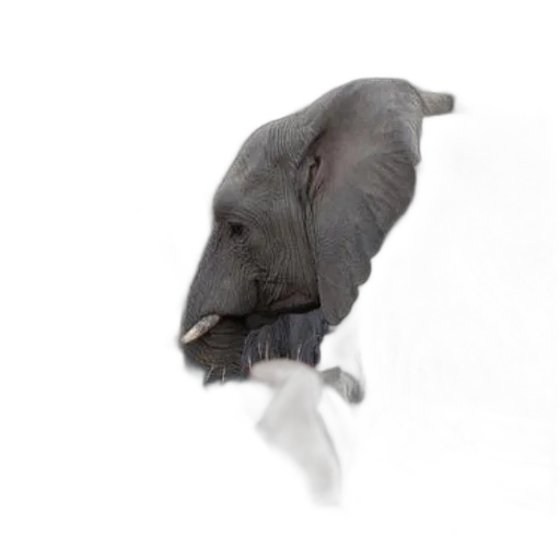 animal, creature, hat, hair transparent PNG cut-out