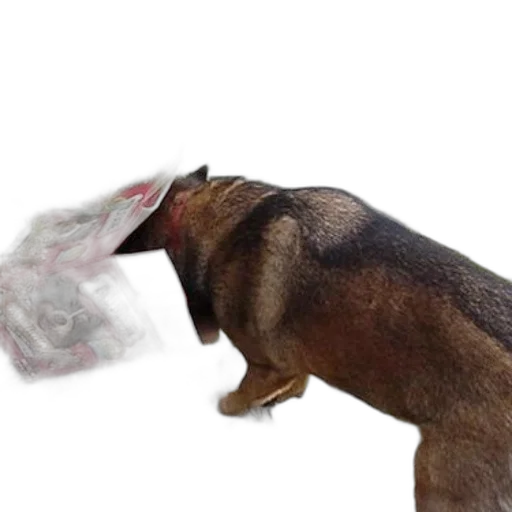 animal, staff, creature, weapon transparent PNG cut-out