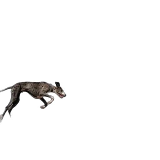 animal, dragon, creature, staff transparent PNG cut-out