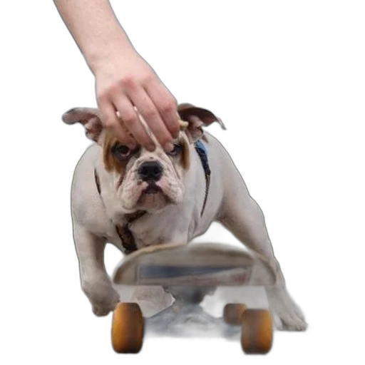 staff, animal, bulldog, wearing transparent PNG cut-out