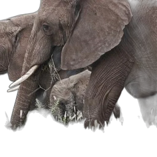 animal, creature, photorealistic, concept art transparent PNG cut-out