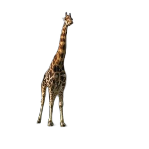 animal, creature, staff, dress transparent PNG cut-out