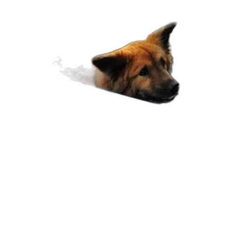 staff, animal, face, creature transparent PNG cut-out