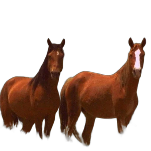 animal, creature, hair, hat transparent PNG cut-out
