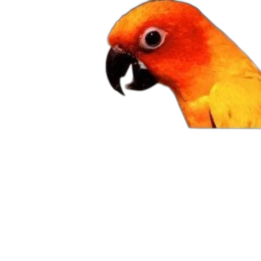 animal, face, staff, creature transparent PNG cut-out