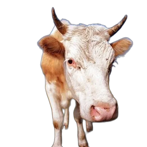 animal, face, food, mask transparent PNG cut-out