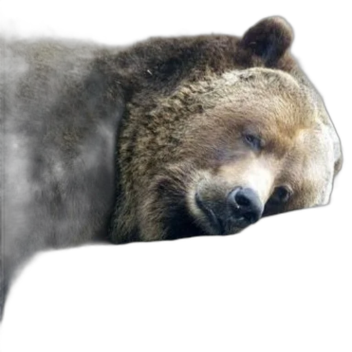 animal, creature, face, furniture transparent PNG cut-out