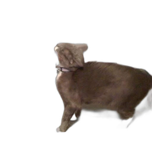 animal, creature, hat, staff transparent PNG cut-out