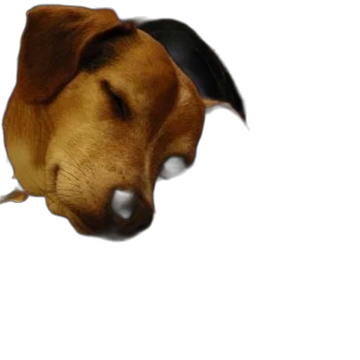 animal, staff, face, creature transparent PNG cut-out