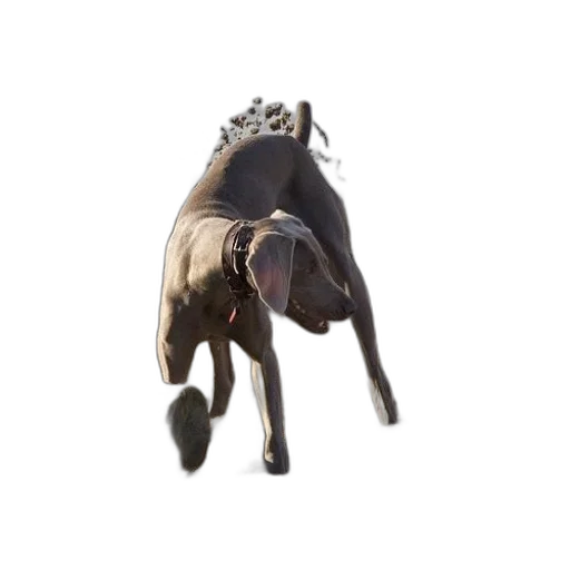 animal, creature, dragon, crown transparent PNG cut-out