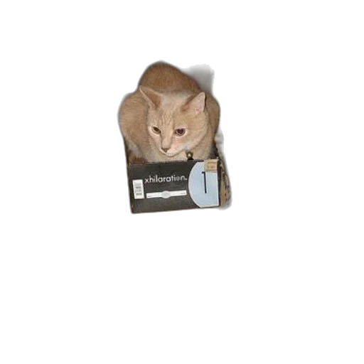 animal, jacket, food, staff transparent PNG cut-out