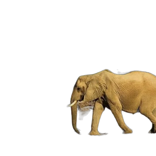 animal, creature, furniture, weapon transparent PNG cut-out