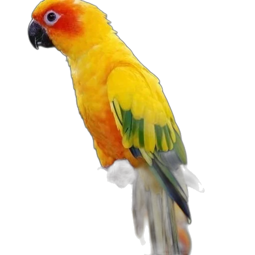 animal, staff, jewelry, creature transparent PNG cut-out