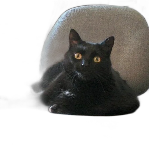 hat, creature, furniture, animal transparent PNG cut-out