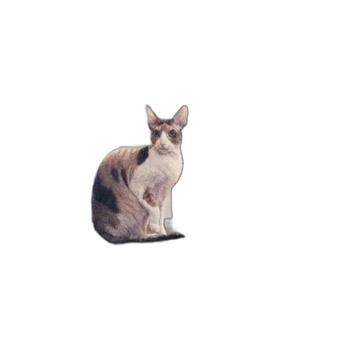animal, creature, staff, crown transparent PNG cut-out
