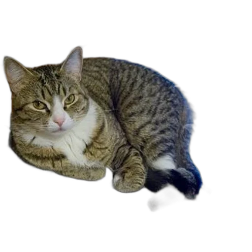 animal, creature, staff, hat transparent PNG cut-out