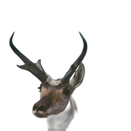 animal, crown, creature, hat transparent PNG cut-out