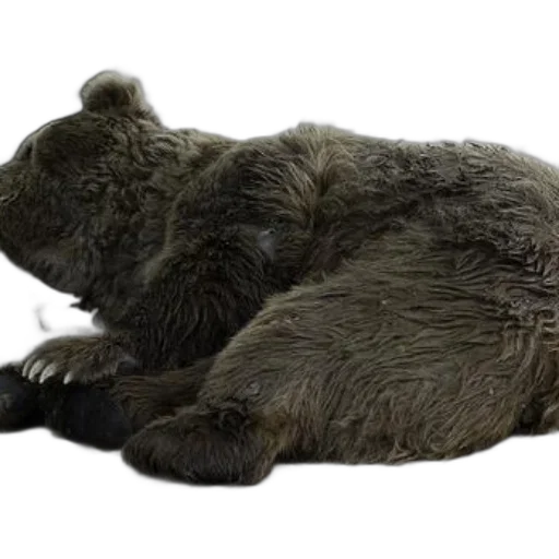 animal, creature, photorealistic, 3d render transparent PNG cut-out