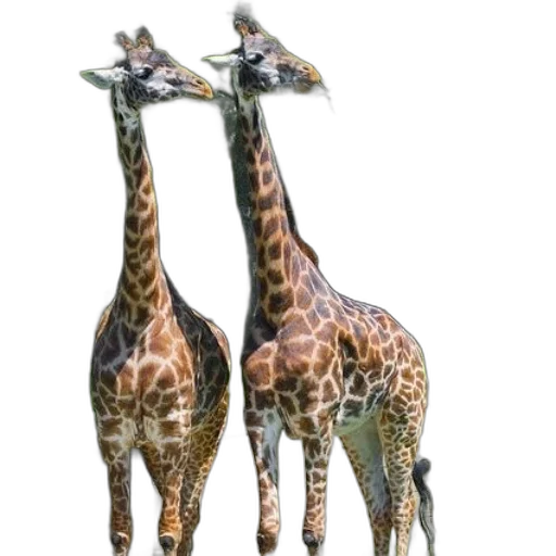 animal, creature, weapon, staff transparent PNG cut-out