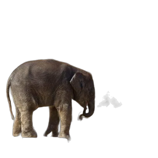 animal, creature, staff, weapon transparent PNG cut-out
