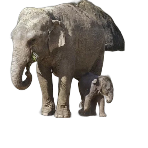 animal, creature, staff, weapon transparent PNG cut-out