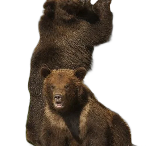 animal, concept art, photorealistic, two transparent PNG cut-out