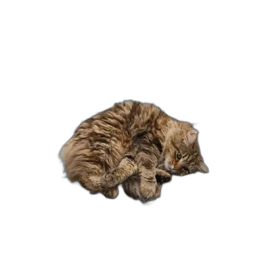 animal, creature, staff, jacket transparent PNG cut-out