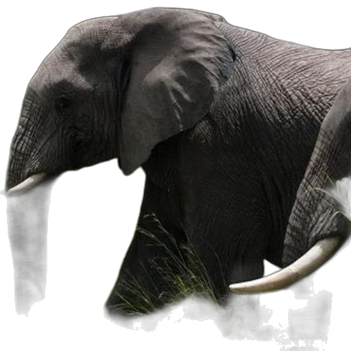 animal, creature, staff, weapon transparent PNG cut-out