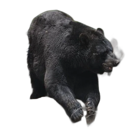 animal, creature, staff, weapon transparent PNG cut-out