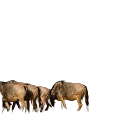 animal, furniture, hair, creature transparent PNG cut-out