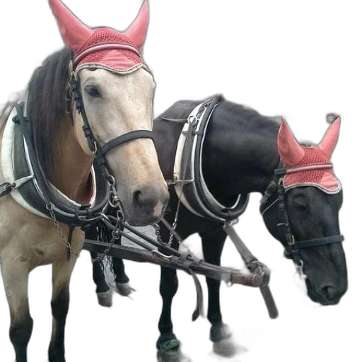 staff, animal, crown, mask transparent PNG cut-out
