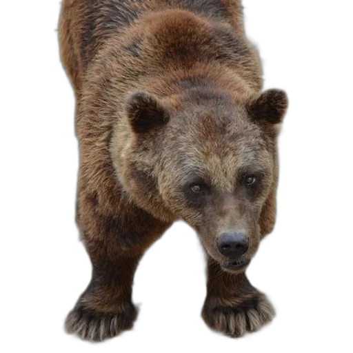 animal, creature, staff, face transparent PNG cut-out