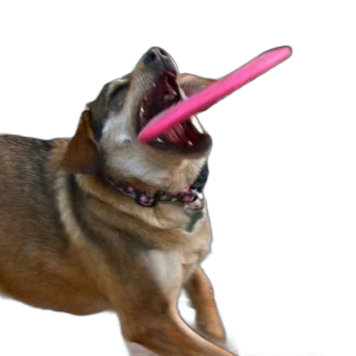 staff, weapon, animal, creature transparent PNG cut-out