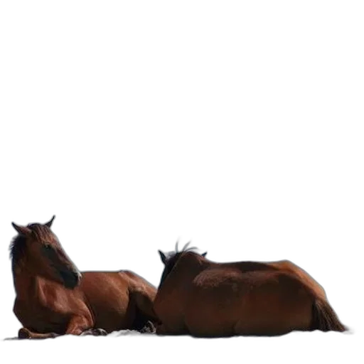 animal, hair, furniture, crown transparent PNG cut-out