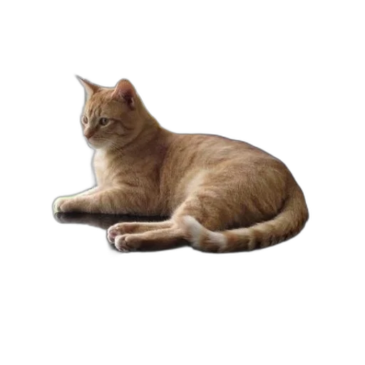 animal, staff, creature, furniture transparent PNG cut-out