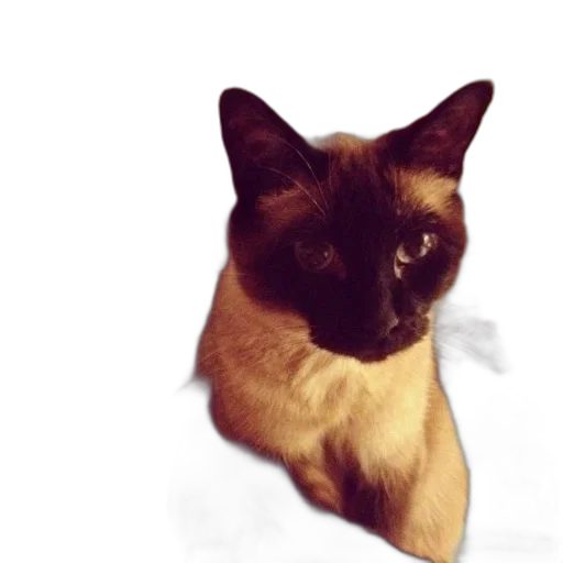 animal, staff, creature, face transparent PNG cut-out