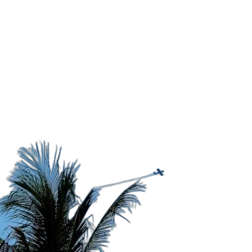 umbrella, tree, hair, staff transparent PNG cut-out