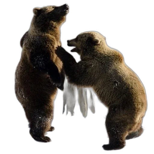 animal, concept art, photorealistic, two transparent PNG cut-out