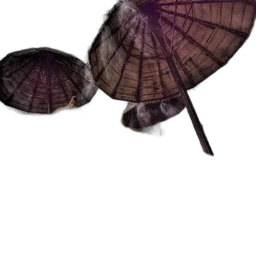 umbrella, hat, hair, animal transparent PNG cut-out
