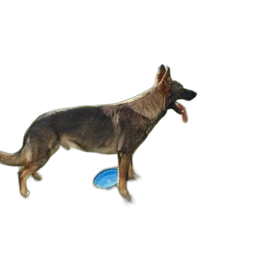 animal, staff, photorealistic, 3d render transparent PNG cut-out