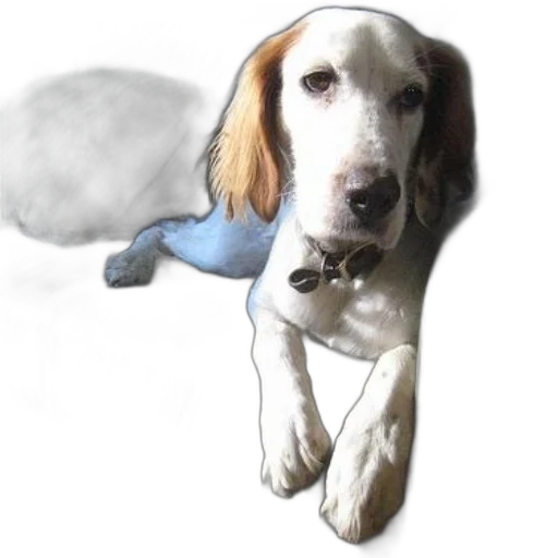 staff, animal, umbrella, photorealistic transparent PNG cut-out